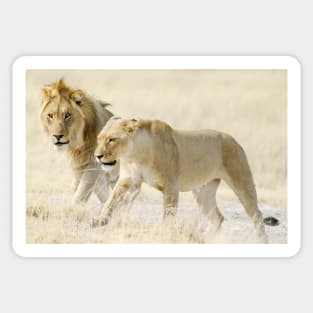 Two Lions on African savanna Sticker